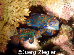 Mating Mandarin Fishes having Fun

Sabang, mandarin Roc... by Juerg Ziegler 